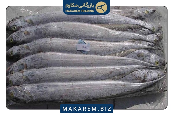 صادرات روبان ماهی
